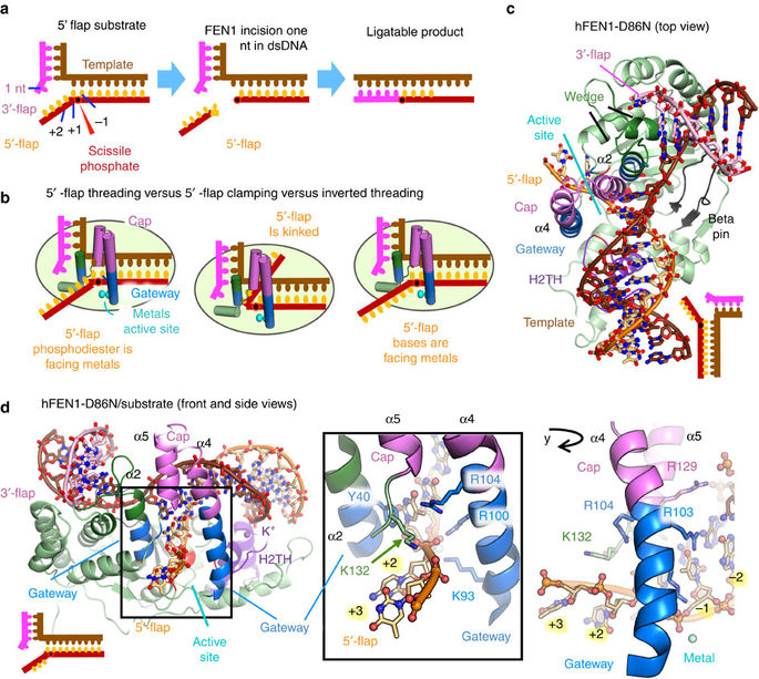 phosphate steering by flap endonuclease 1 promote