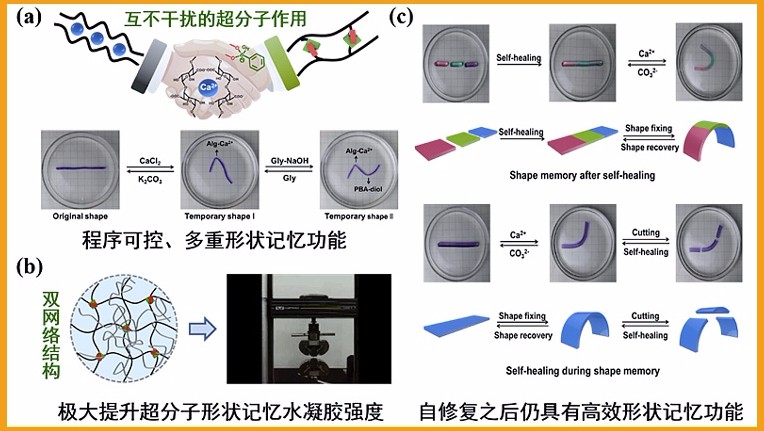 超分子形状记忆水凝胶有哪些可能的重要应用?