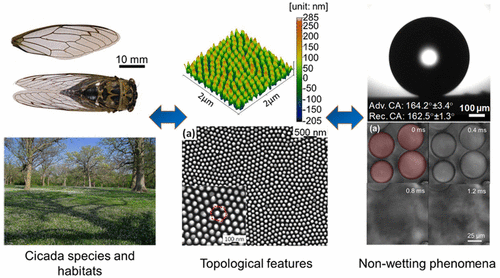 exploring the role of habitat on the wettability of cicada wings