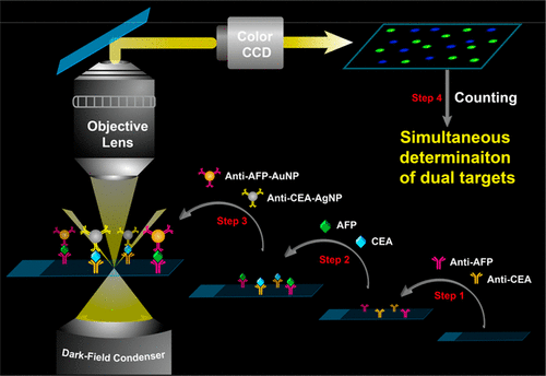 Color Encoded Assays For The Simultaneous Quantification Of Dual Cancer