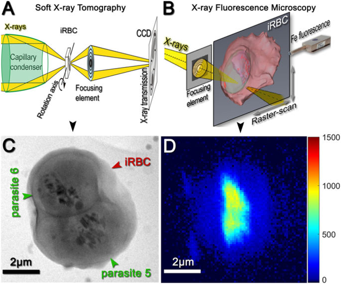 Unraveling Heme Detoxification In The Malaria Parasite By In Situ