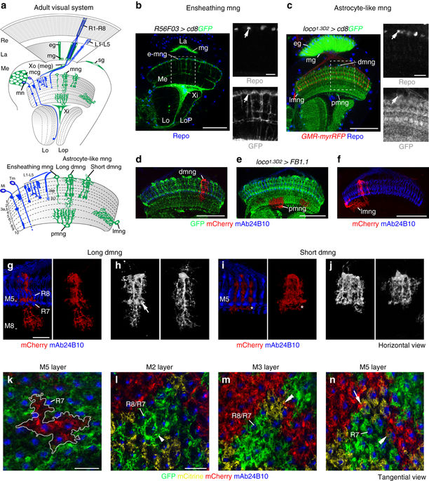 lapsyn controls branch extension and positioning of astrocyte