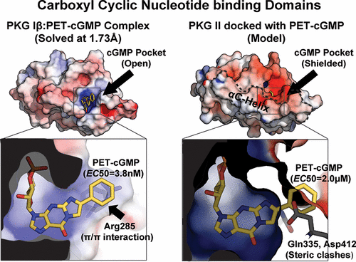 Structural Basis Of Analog Specificity In PKG I And II ACS Chemical