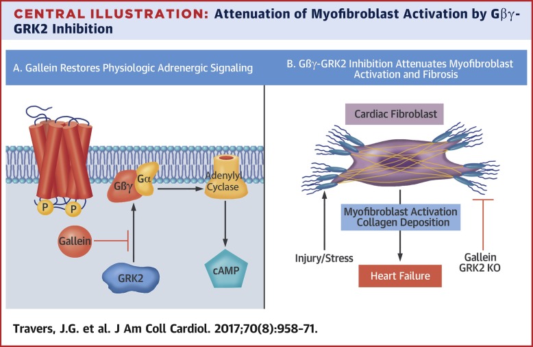 心肌缺血后 Gβγ GRK2 的药理学和活化成纤维细胞靶向减弱心力衰竭进展 Journal of the American College