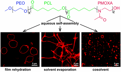 Complex Self Assembly Behavior Of Bis Hydrophilic Peo B Pcl B Pmoxa