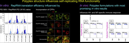 Self Replicating RNA Vaccine Functionality Modulated By Fine Tuning Of