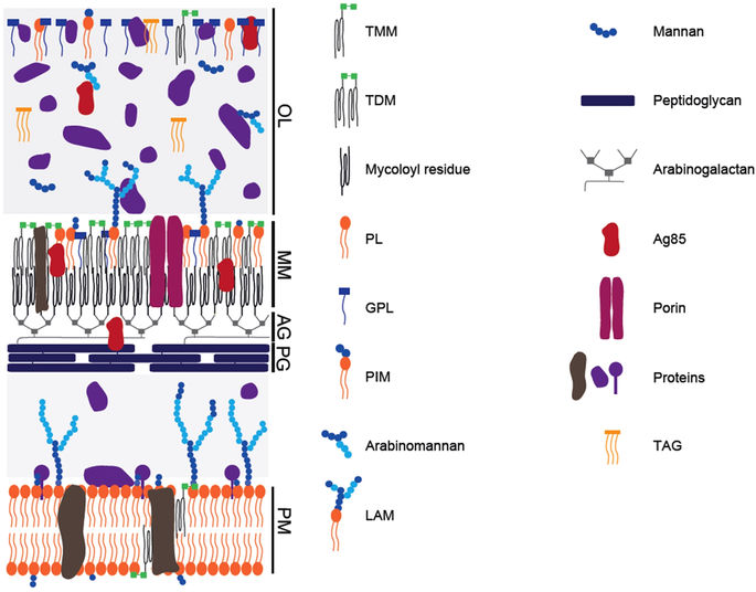 Dissecting The Mycobacterial Cell Envelope And Defining The Composition