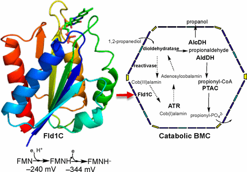 Structural And Functional Characterization Of A Short Chain Flavodoxin