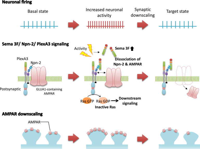 homeostatic scaling of ampa receptors by semaphorin.