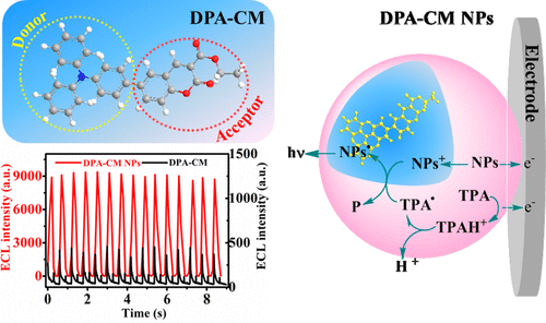 Aggregation Induced Enhanced Electrochemiluminescence From Organic