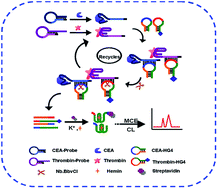 A Novel Dual Target Simultaneous Chemiluminescence Signal Amplification