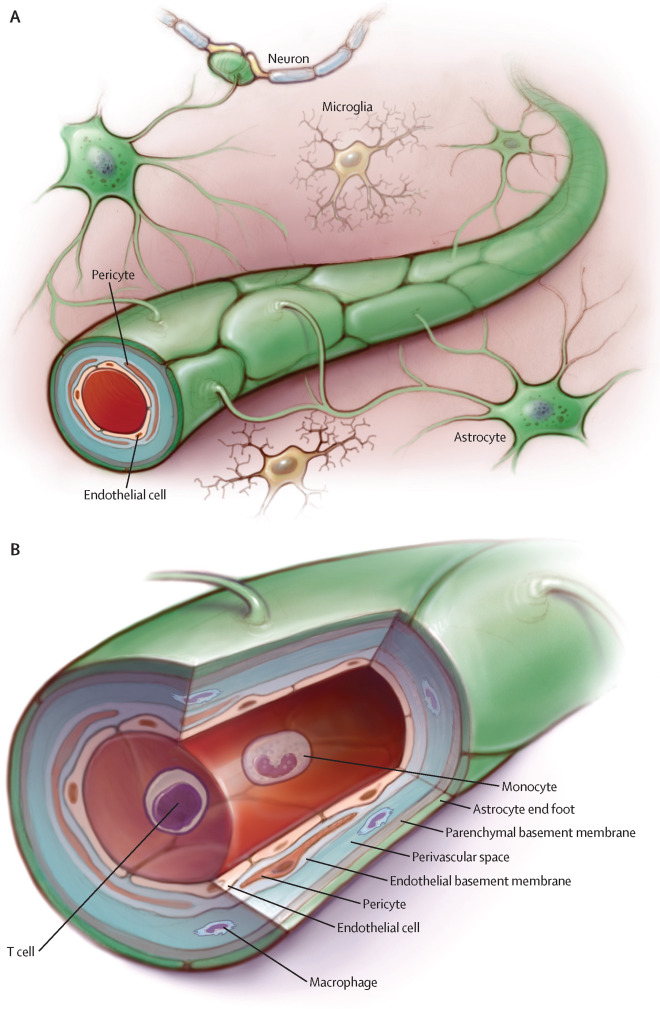 The Bloodbrain Barrier In Psychosis The Lancet Psychiatry X Mol