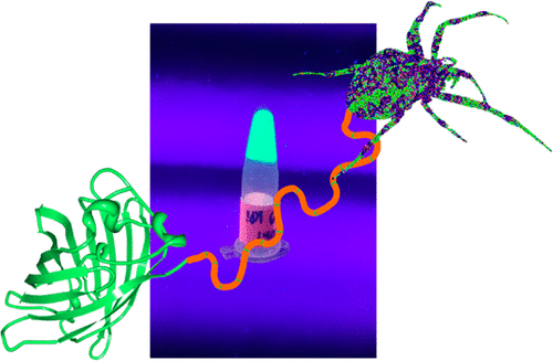 Self Assembly Of Spider Silk Fusion Proteins Comprising Enzymatic And