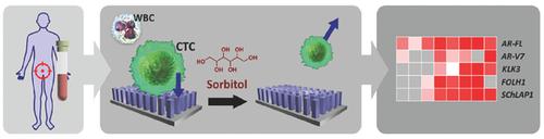 Glycan Stimulation Enables Purification Of Prostate Cancer Circulating