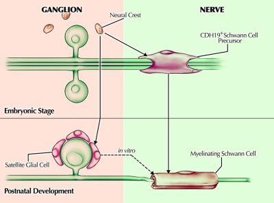 Satellite Glial Cells