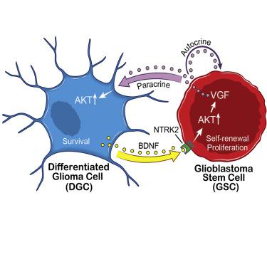 Reciprocal Signaling Between Glioblastoma Stem Cells And Differentiated