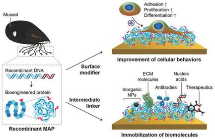 重组贻贝粘附蛋白对生物材料的仿生表面工程 Advanced Materials Interfaces X MOL