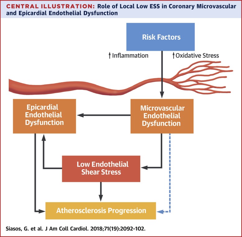 Local Low Shear Stress And Endothelial Dysfunction In Patients With