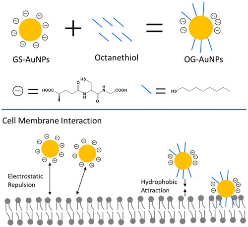 Effect Of Hydrophobicity On Nano Bio Interactions Of Zwitterionic