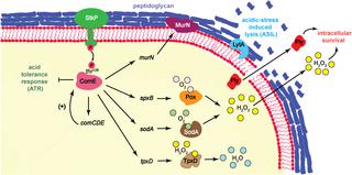 Crosstalk Between The Serine Threonine Kinase StkP And The Response