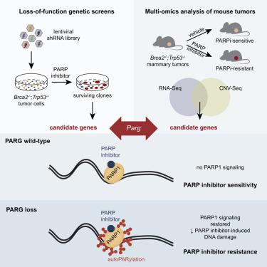 Selective Loss Of Parg Restores Parylation And Counteracts Parp