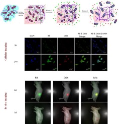 Simultaneous Fluorescence Imaging Monitoring Of The Programmed Release