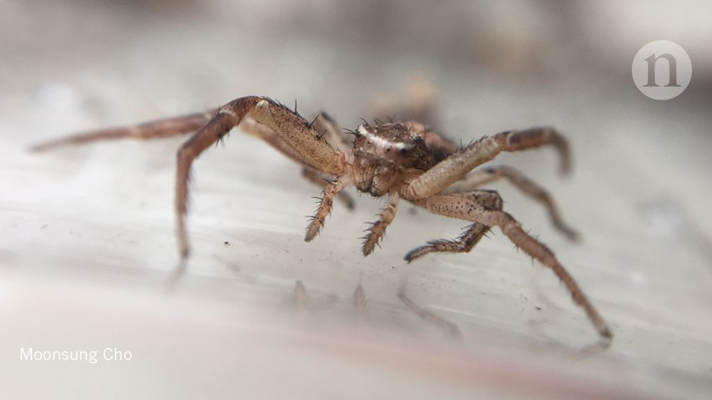 a crab spider"s guide to going airborne