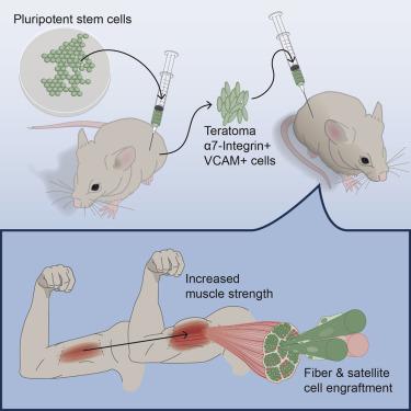 skeletal muscle stem cells from psc-derived teratomas have