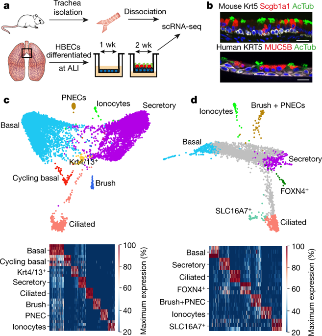 a single-cell atlas of the airway epithelium reveals the cftr