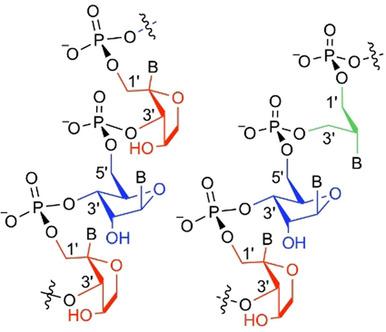 Chimeric Xna An Unconventional Design For Orthogonal Informational