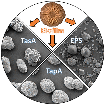 Biopolymers From A Bacterial Extracellular Matrix Affect The Morphology