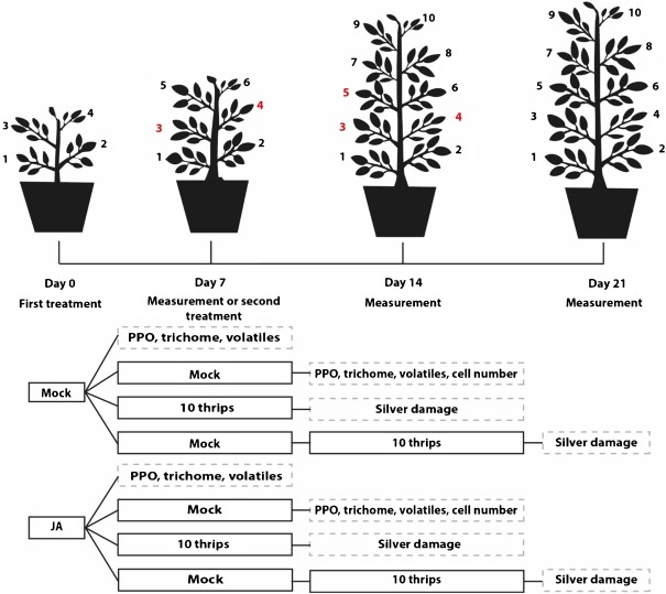 type vi glandular trichome density and their derived volatiles