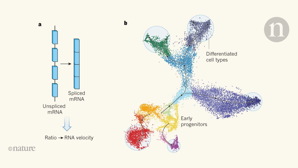 Technique To Measure The Expression Dynamics Of Each Gene In A Single