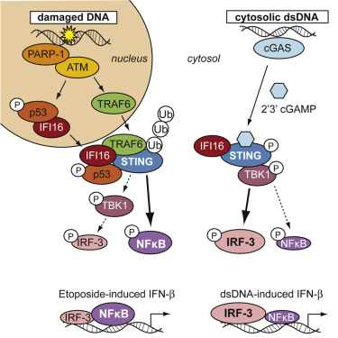 Non Canonical Activation Of The Dna Sensing Adaptor Sting By Atm And