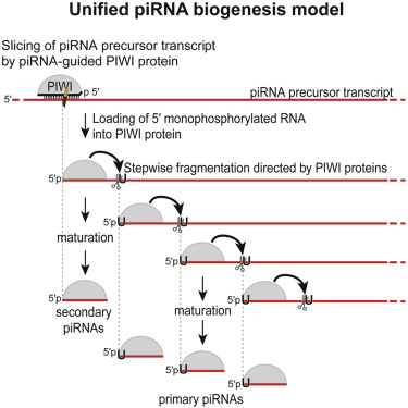 A Single Mechanism Of Biogenesis Initiated And Directed By Piwi