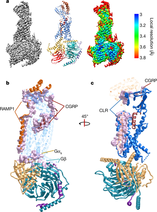 Cryo EM Structure Of The Active Gs Protein Complexed Human CGRP