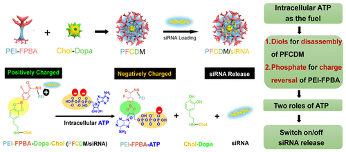 Charge And Assembly Reversible Micelles Fueled By Intracellular ATP For