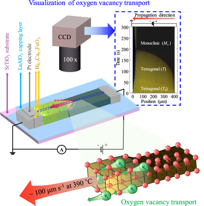 ultrafast collective oxygen-vacancy flow in ca-doped bifeo 3