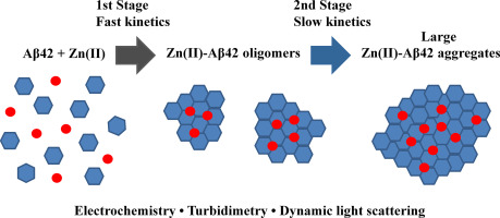 Electrochemical Detection Of Zn Ii Induced Amyloid Aggregation