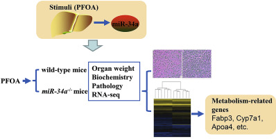 induction of hepatic mir-34a by perfluorooctanoic