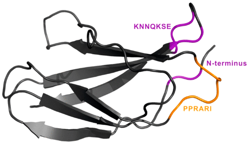 The Structure In Solution Of Fibronectin Type Iii Domain Reveals Its