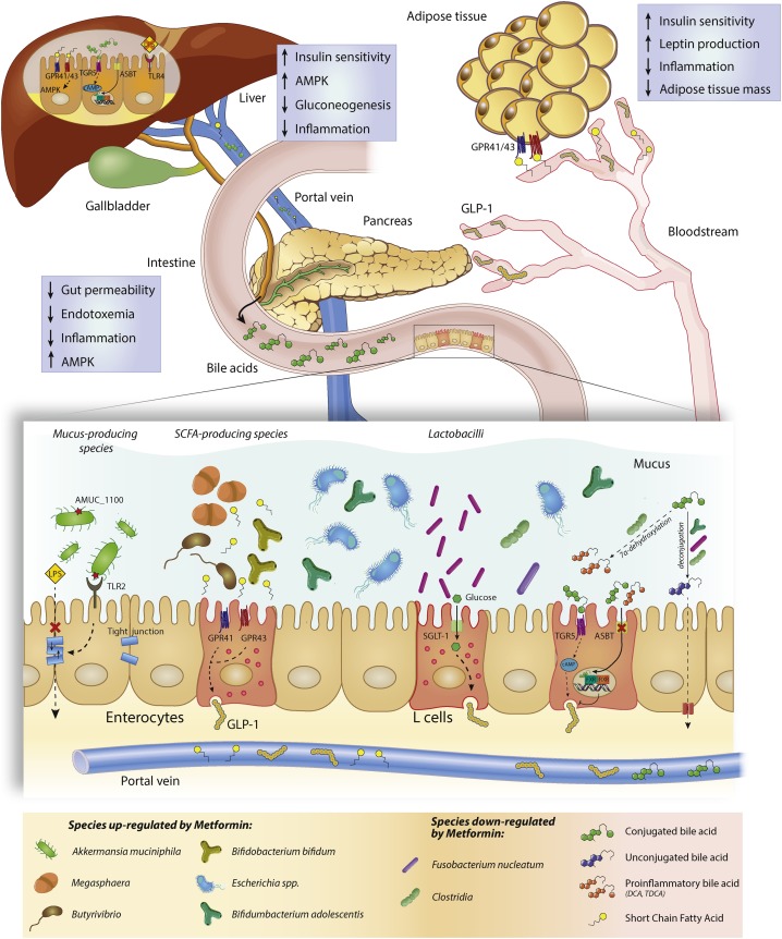 pleiotropic effects of metformin: shaping the microbiome to