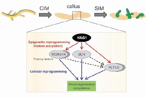 Epigenetic Reprogramming By Histone Acetyltransferase HAG1 AtGCN5 Is