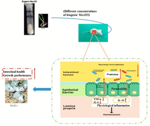 Risks Related To High Dosage Recombinant Antimicrobial Peptide Microcin