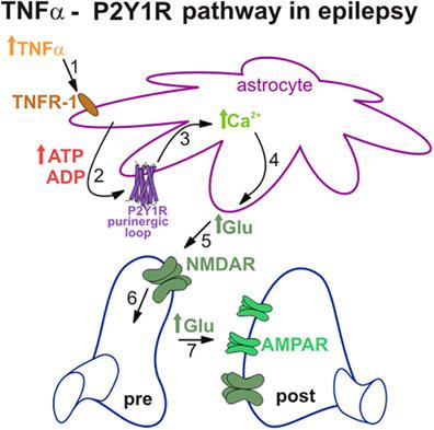 blocking tnfα‐driven astrocyte purinergic signaling restores