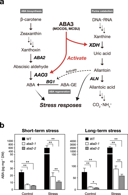 arabidopsis molybdenum cofactor sulfurase aba3 contributes to