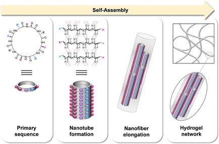 Hydrogel And Organogel Formation By Hierarchical Selfassembly Of