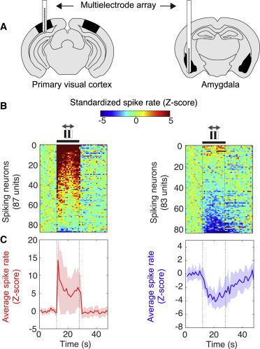 Whole Brain Functional Ultrasound Imaging Reveals Brain Modules For