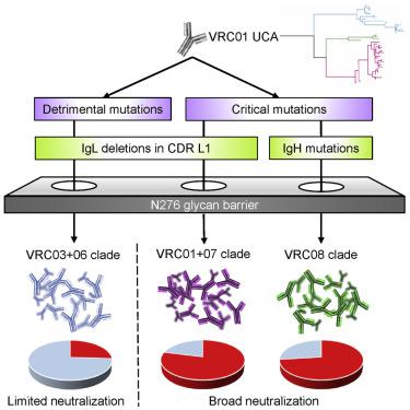 env immunogens designed on reverted vrc01-class bnabs b