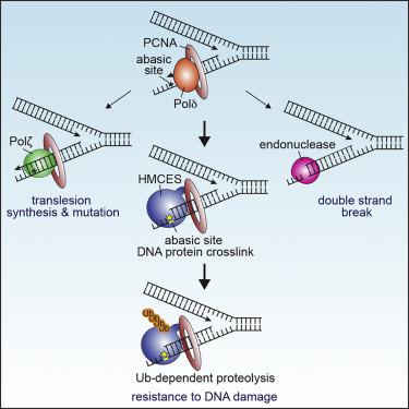 Hmces Maintains Genome Integrity By Shielding Abasic Sites In Single